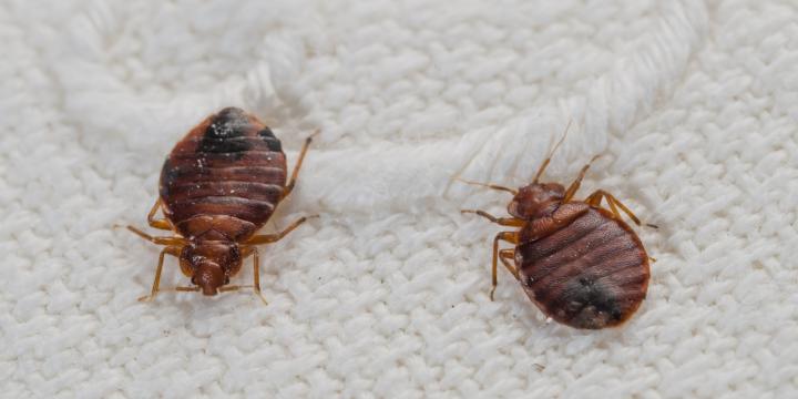 Bed Bug Exterminator for hire near my location