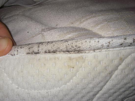  how much does bed bug heat treatment cost