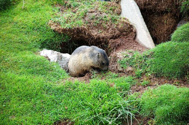 Anaheim termite treatment