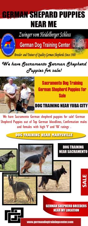 German Shepard Puppies Near Me