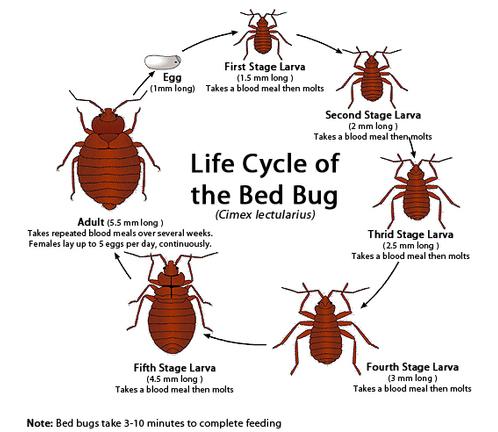 Bed Bug Exterminators Near Me