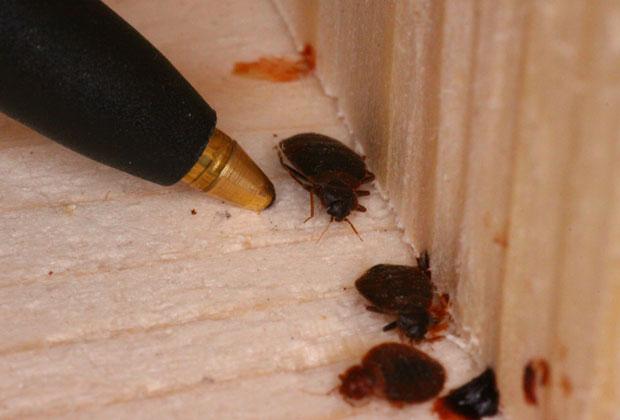 Bed Bug Heat Treatment Cost